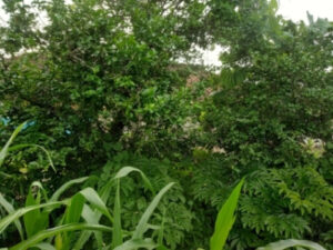 kitchen garden/किचन गार्डन कैसे बनाएं