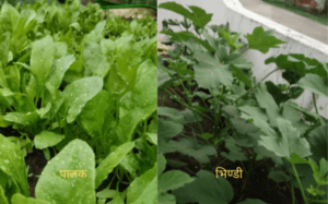 kitchen garden/किचन गार्डन कैसे बनाएं