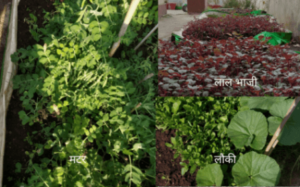 kitchen garden/किचन गार्डन कैसे बनाएं