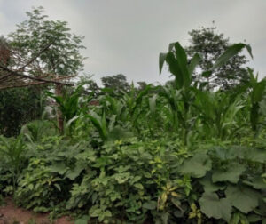 kitchen garden/किचन गार्डन कैसे बनाएं