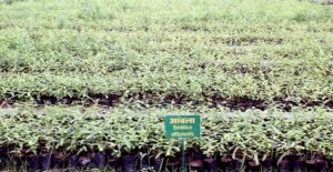 Agroforestry/कृषि वानिकी in hindi
