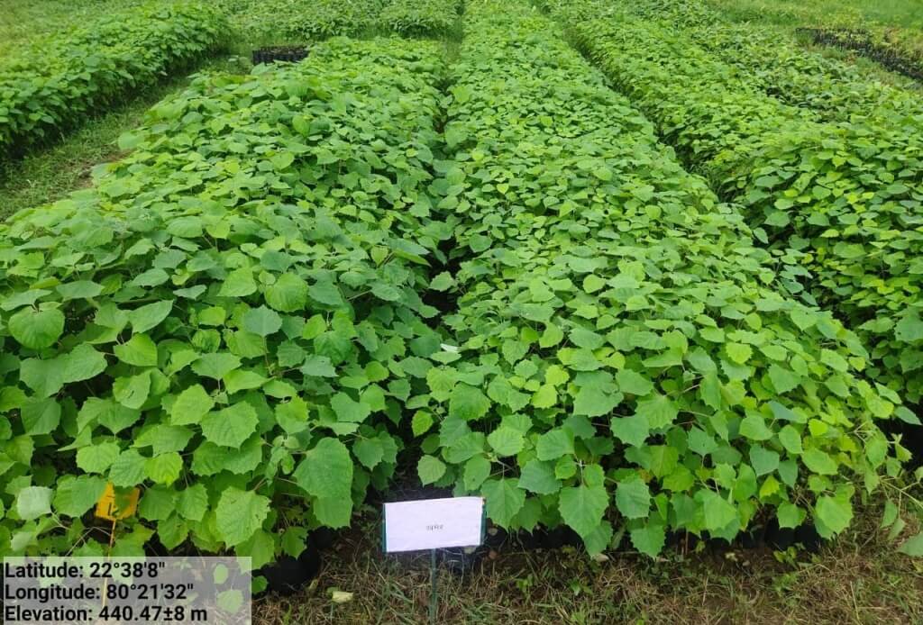 Agroforestry/कृषि वानिकी in hindi