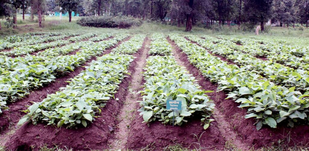 Agroforestry/कृषि वानिकी in hindi