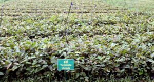 Agroforestry/कृषि वानिकी in hindi